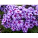 Флокс Phlox Маргри